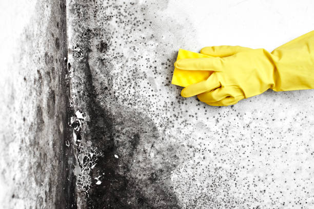 Best Commercial Mold Removal  in Roanoke, AL