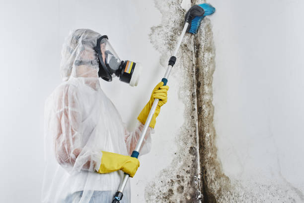 Best Certified Mold Removal  in Roanoke, AL