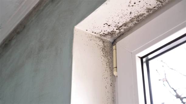 Best Mold Damage Repair  in Roanoke, AL