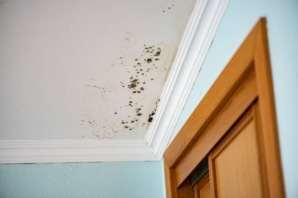 Trusted Roanoke, AL Mold Removal Experts