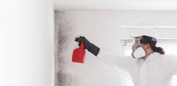 Mold Testing and Removal in Roanoke, AL