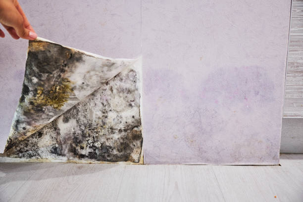 Best Crawl Space Mold Removal  in Roanoke, AL